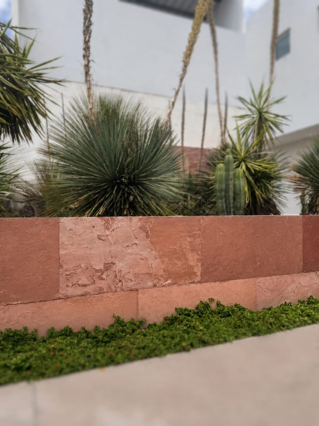 Muro de jardín con palmeras